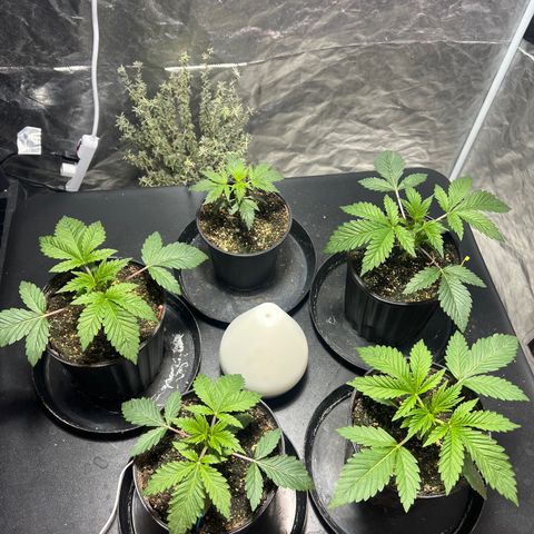 Platinum Jelly growlog timeline photo