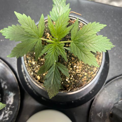 Dwarf Low Flyer growlog timeline photo