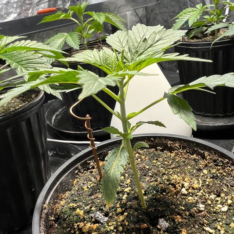 Dwarf Low Flyer growlog timeline photo