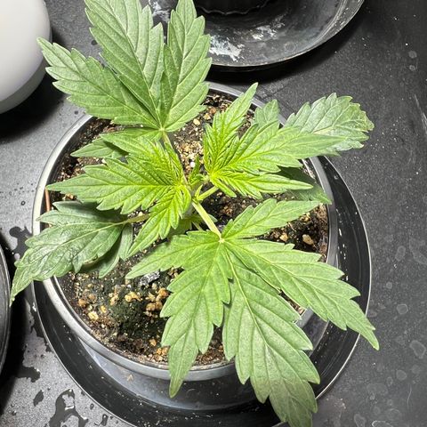 Dwarf Low Flyer growlog timeline photo