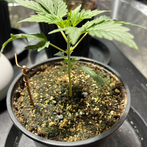 Dwarf Low Flyer growlog timeline photo