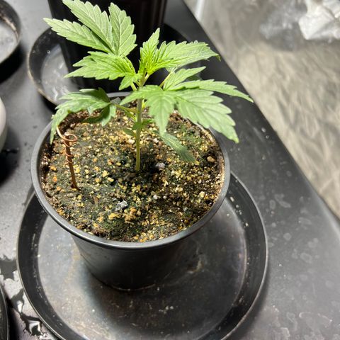 Dwarf Low Flyer growlog timeline photo