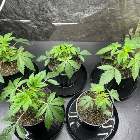 Platinum Jelly growlog timeline photo