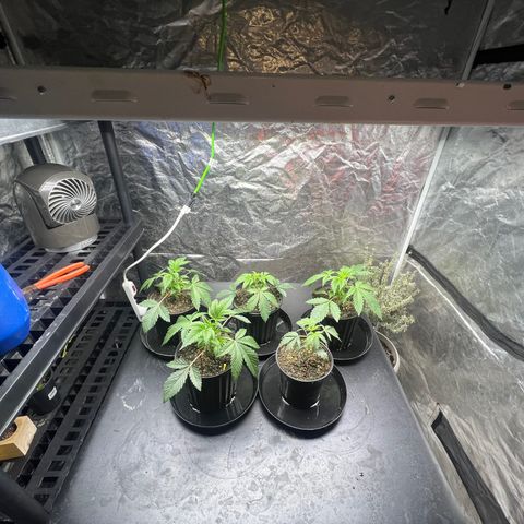 Platinum Jelly growlog timeline photo