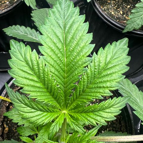 Platinum Jelly growlog timeline photo