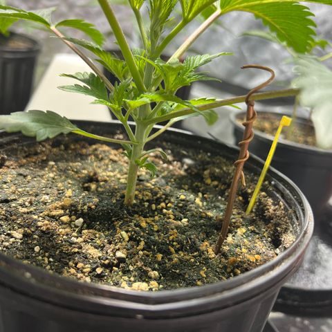 Dwarf Low Flyer growlog timeline photo