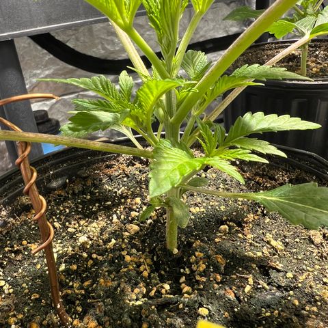 Dwarf Low Flyer growlog timeline photo