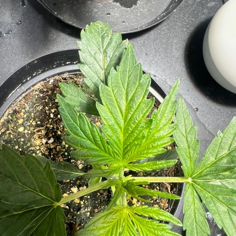 Dwarf Low Flyer growlog timeline photo
