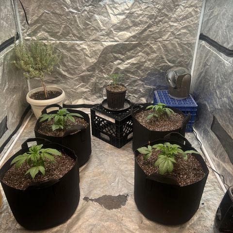Dwarf Low Flyer growlog timeline photo