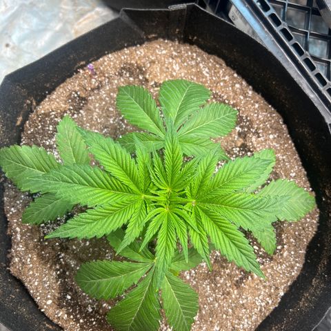Platinum Jelly growlog timeline photo