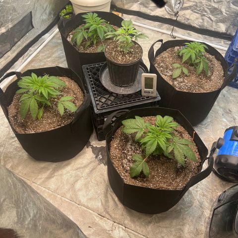 Platinum Jelly growlog timeline photo