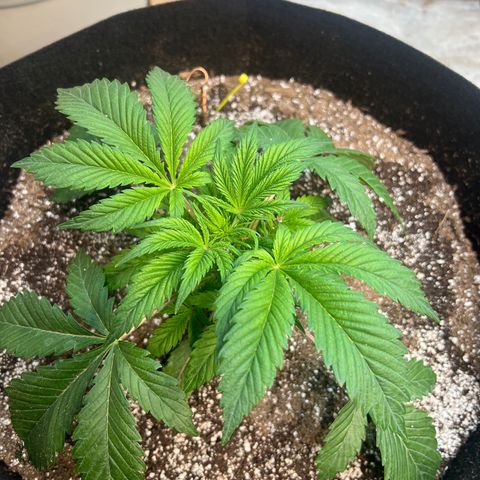 Platinum Jelly growlog timeline photo