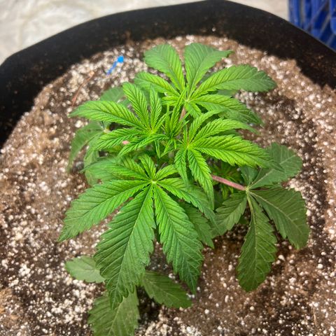 Platinum Jelly growlog timeline photo