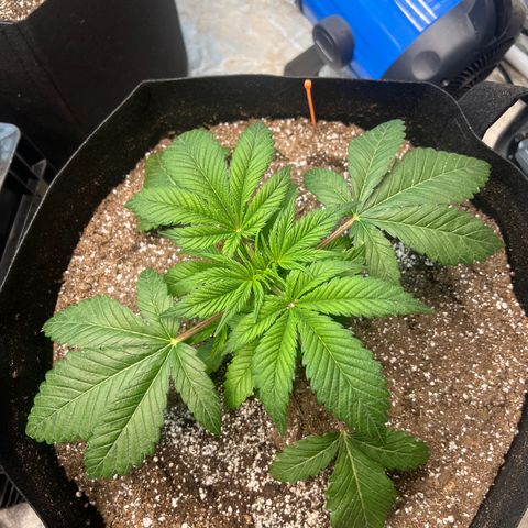 Platinum Jelly growlog timeline photo