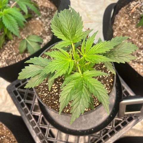 Dwarf Low Flyer growlog timeline photo