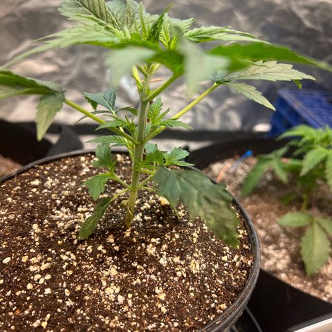 Dwarf Low Flyer growlog timeline photo