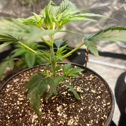 Dwarf Low Flyer growlog timeline photo