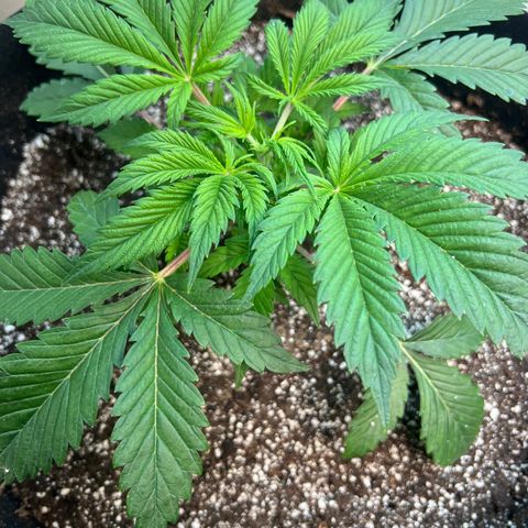 Platinum Jelly growlog photo: Topped Yellow, Blue, and Orange.
