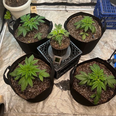 Platinum Jelly growlog photo: Topped Yellow, Blue, and Orange.