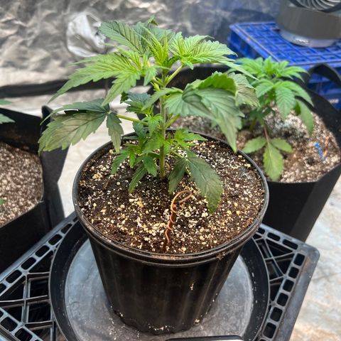 Dwarf Low Flyer growlog timeline photo