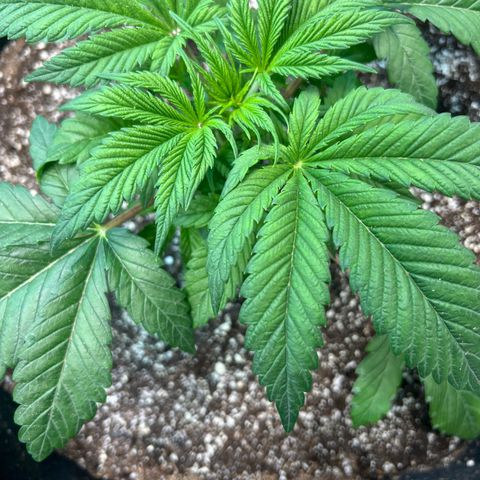 Platinum Jelly growlog photo: Topped Yellow, Blue, and Orange.