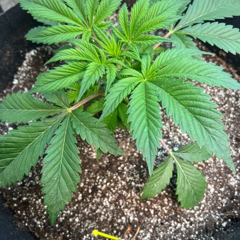 Platinum Jelly growlog photo: Topped Yellow, Blue, and Orange.