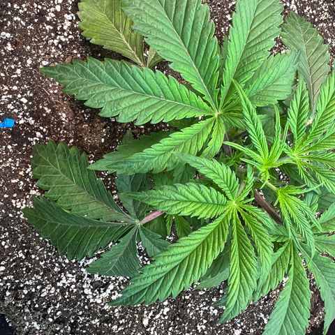 Platinum Jelly growlog photo: Topped Yellow, Blue, and Orange.