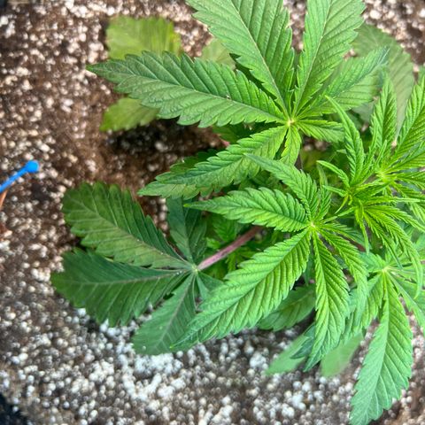 Platinum Jelly growlog photo: Topped Yellow, Blue, and Orange.