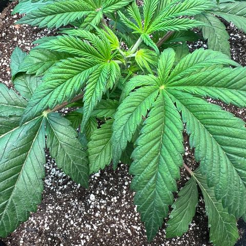 Platinum Jelly growlog photo: Topped Yellow, Blue, and Orange.