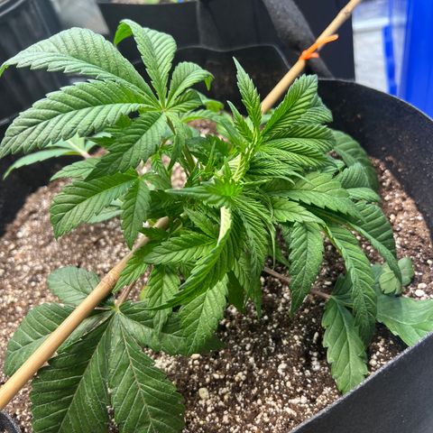 Platinum Jelly growlog photo: Trying some LST on orange. See how she does! 
