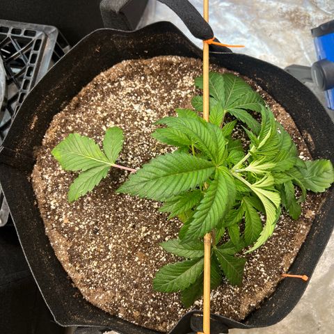 Platinum Jelly growlog photo: Trying some LST on orange. See how she does! 