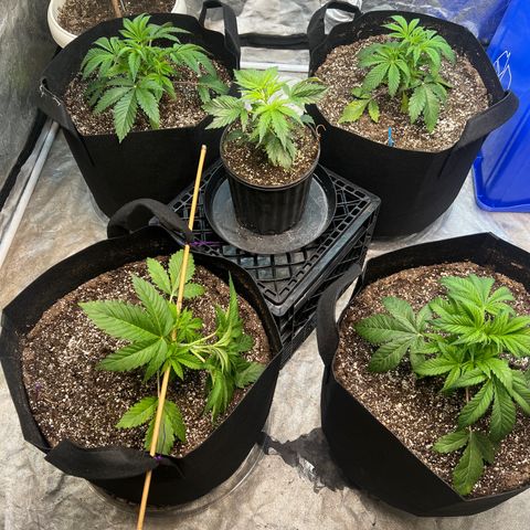 Platinum Jelly growlog timeline photo