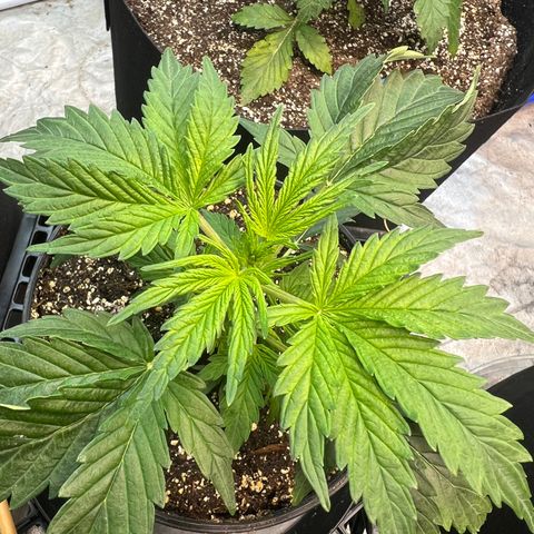 Dwarf Low Flyer growlog timeline photo