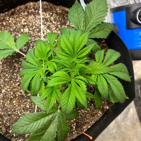 Platinum Jelly growlog timeline photo