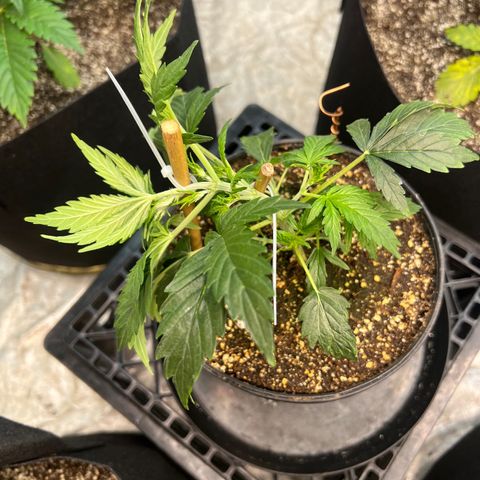 Dwarf Low Flyer growlog timeline photo