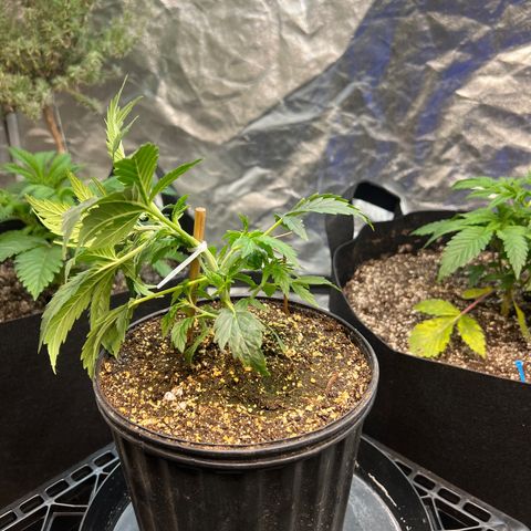 Dwarf Low Flyer growlog timeline photo