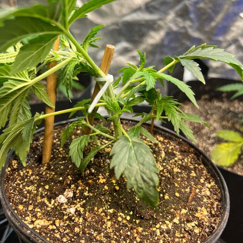 Dwarf Low Flyer growlog timeline photo