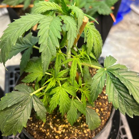 Dwarf Low Flyer growlog timeline photo
