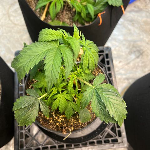 Dwarf Low Flyer growlog timeline photo
