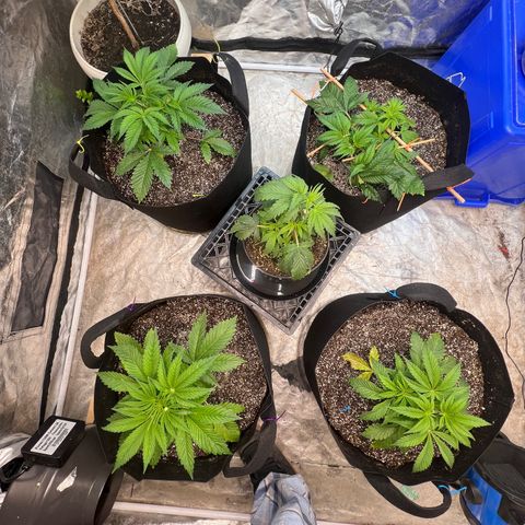 Platinum Jelly growlog timeline photo