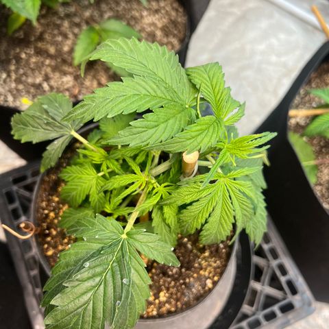 Dwarf Low Flyer growlog timeline photo
