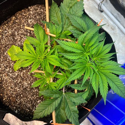 Platinum Jelly growlog timeline photo