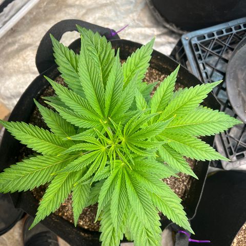 Platinum Jelly growlog timeline photo