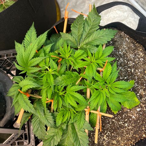 Platinum Jelly growlog timeline photo
