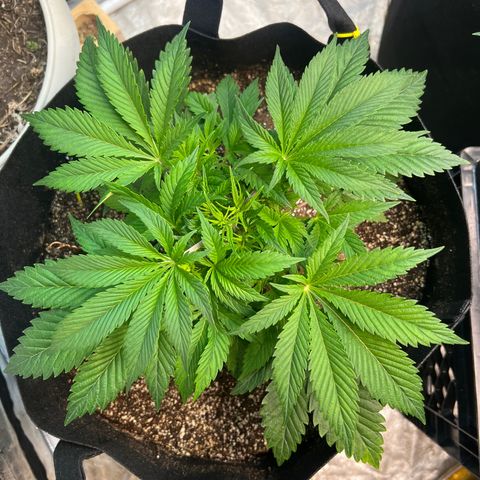 Platinum Jelly growlog timeline photo