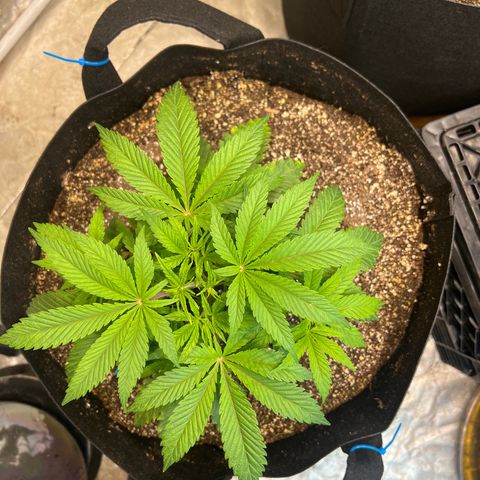 Platinum Jelly growlog timeline photo