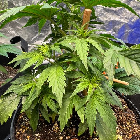Dwarf Low Flyer growlog photo: First pistols!