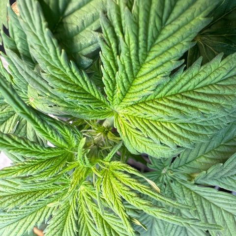Dwarf Low Flyer growlog photo: First pistols!