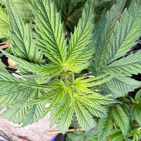 Dwarf Low Flyer growlog photo: First pistols!