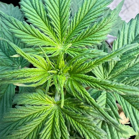 Dwarf Low Flyer growlog photo: First pistols!